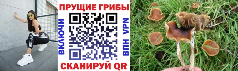 Галлюциногенные грибы мицелий  Купить  Гремячинск 
